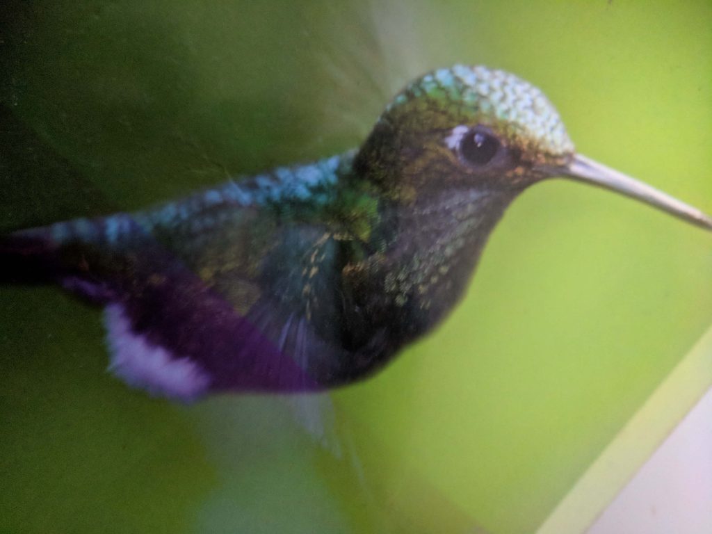 hummingbird-algorithmus-google